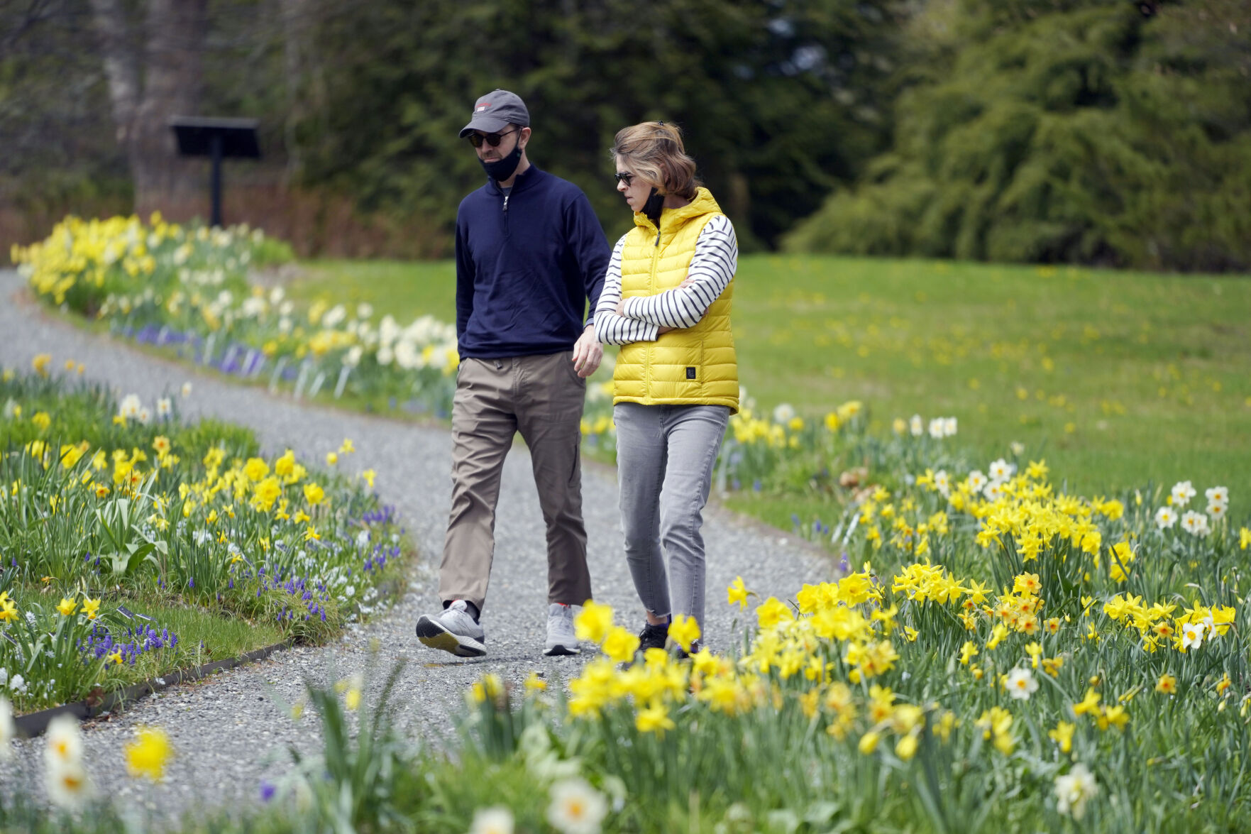 Two people are walking on a path near daffodils
